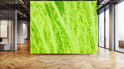 Leaf texture or leaf background for design. Abstract green leaf texture. Wall mural