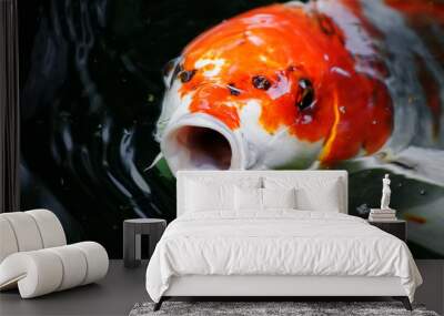 gold fish floating in the water and looking at shallow depth of field Wall mural