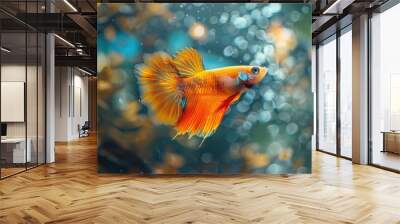 Orange Betta Fish in Aquarium with Bubbles. Wall mural