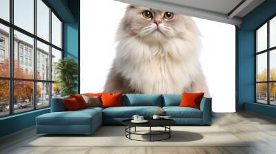 Fluffy Persian Cat with Beautiful Long Fur Sitting Upright Wall mural