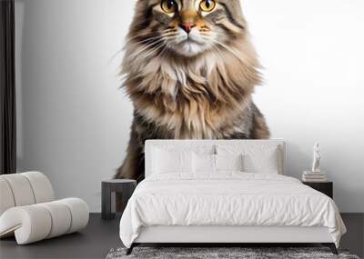 Portrait Of Majestic Maine Coon Cat Wall mural