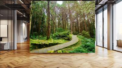 Beautiful green scenery of Giant tree in Alishan forest at Taiwan. Wall mural