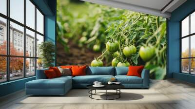 Close-up of healthy tomato plants with green tomatoes, some beginning to ripen, conveying a sense of calm growth, no logos Wall mural