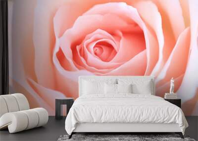 close up pink rose flower soft focus and copy space. Wall mural