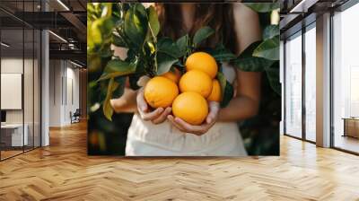 A woman gathers fresh oranges from a green tree on a sunny day Organic fruit collection Wall mural