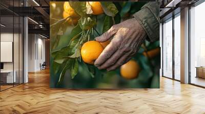 Close up of a man s hand harvesting oranges from a tree on a sunny winter morning in Spain Wall mural