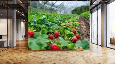 Strawberry greenhouse in Karelia Field greenhouses for seedlings Strawberry farm with long rows Wall mural