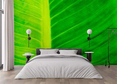 green leaf texture background. Wall mural