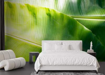 background texture nature colorful bright banana leaf arrangement flat lay style Wall mural