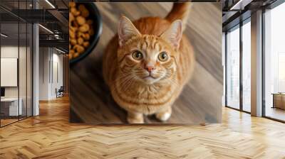 Orange cat sitting near dry food from a bowl, top view. Pet love and care concept Wall mural