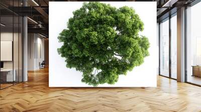 Top view single large woodland trees on transparent white backgrounds. Wall mural