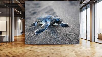 Baby Turtle  Wall mural