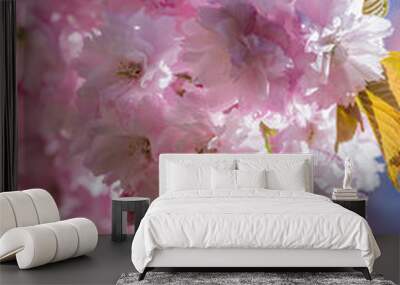 Cherry tree blossom in spring Wall mural