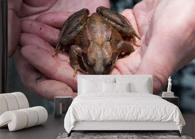 Captured frog in hands. Wall mural