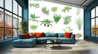 pond and aquarium plants Wall mural