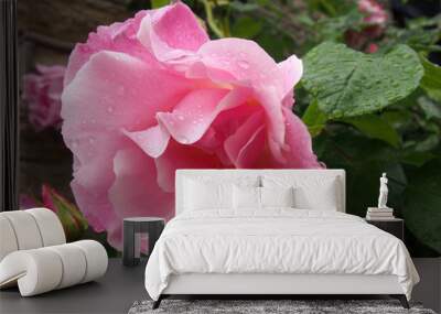 large pink roses in bloom and budding covered in raindrops climbing up a stone wall in a garden Wall mural