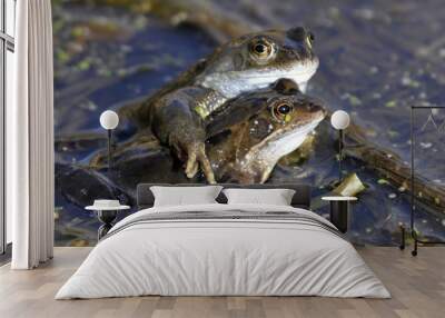 Common Frogs Wall mural