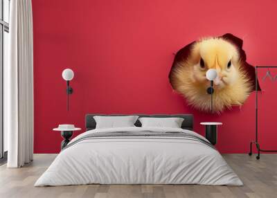 Little yellow chicken peeking out of a hole in red wall background. Happy Easter concept. Wall mural