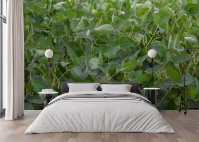 Soybean crop Wall mural