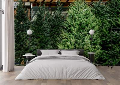 Various evergreen pine and fur trees on display for sale in Christmas tree lot during December Holiday season Wall mural