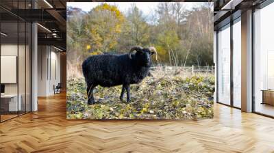 Hebridean Black Sheep at Warnham Nature Reserve Wall mural