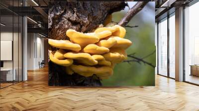 Laetiporus Sulphureus Bracket Fungus growing on a tree in springtime Wall mural