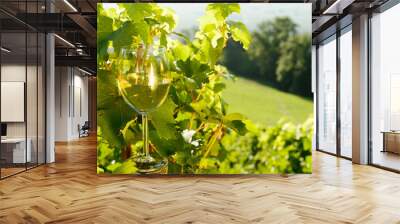 glass of white wine exposed towards the sun, vineyard on backgro Wall mural