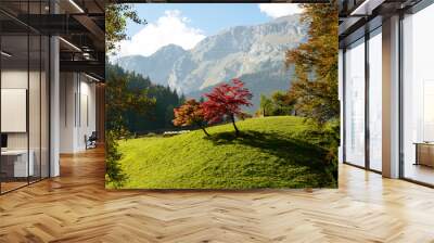 two trees with beautiful fall colors Wall mural