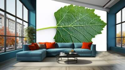 Single green grape leaf isolated on a clean white background, showcasing detailed texture and vibrant natural color. Wall mural