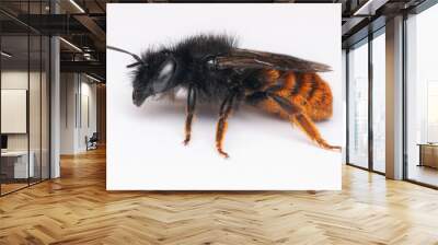 Zweifarbiege Schneckenhausbiene (Osmia bicolor) ♀ auf weißem Hintergrund Wall mural