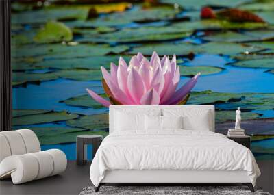 Nénuphar Wall mural