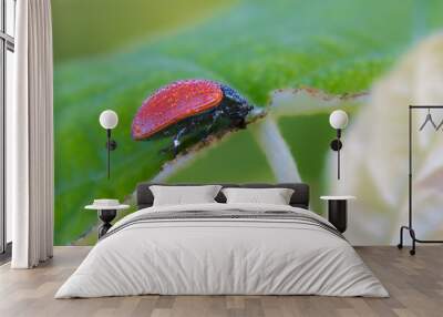 air potato leaf beetle on a leaf close up Wall mural