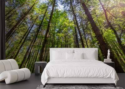 forest of Argonne, in Lorraine, in the east of France Wall mural