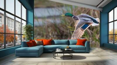 mallard duck flying over a pond in the morning light Wall mural