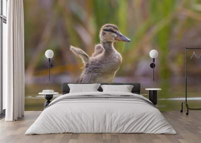 Mallard duckling swimming on the surface of a pond Wall mural