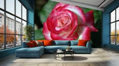 Roses et rosiers rouges et roses Wall mural