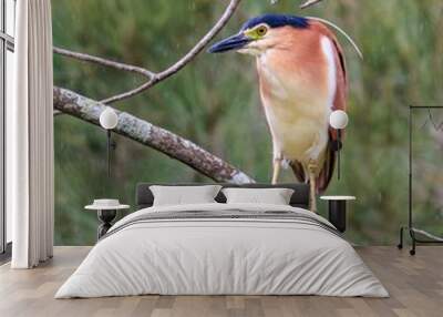 Nankeen Night Heron Wall mural