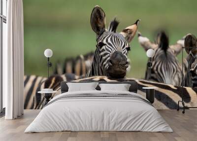 Zebra Grooming an cuddling each other after the mating season has passed. looking after each other and caressing behavior Wall mural