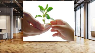 Nurture your hands and water small plants. that grows in order Wall mural