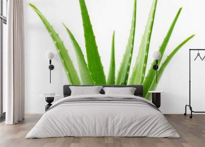 Whole aloe vera plant Wall mural