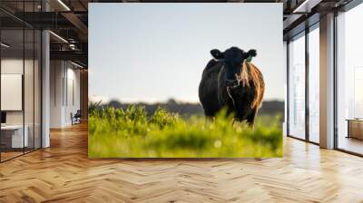 Australian wagyu cows grazing in a field on pasture. close up of a black angus cow eating grass in a paddock in springtime in australia Wall mural