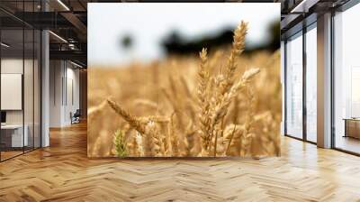 close up of a barley and wheat crop seed heads blowing in the wind in summer in australia on a farm Wall mural