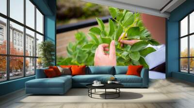 female farmer scientist researching plants and agricultural research Wall mural