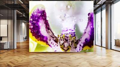 Detailed artistic macro closeup inflorescence of blooming wild Orchid Orchidaceae flower with water dew drops. Wall mural