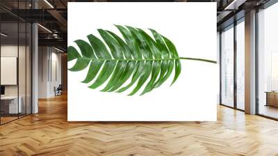 Leaves in tropical jungle of leaf isolated on white background. Wall mural