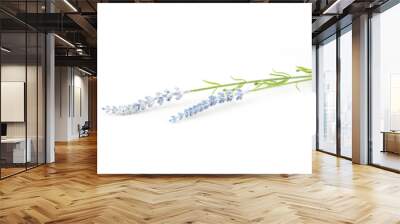 Silken lavender isolated on white background Wall mural