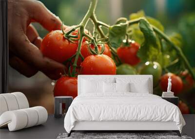 A real photo of a Bright Tomato Babies, bunch of bright red tomatoes soaked with water droplets on organic farm tomato plant, farmer's hand picking produce Wall mural