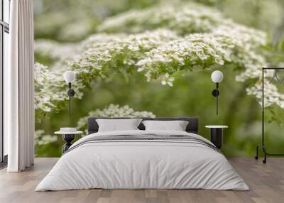 white flowers in a garden with fly Wall mural