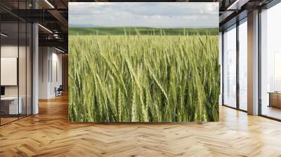 Palouse Vista Wheat Wall mural