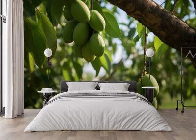 Close-up of Fresh green Mangoes hanging on the mango tree on a garden farm Wall mural